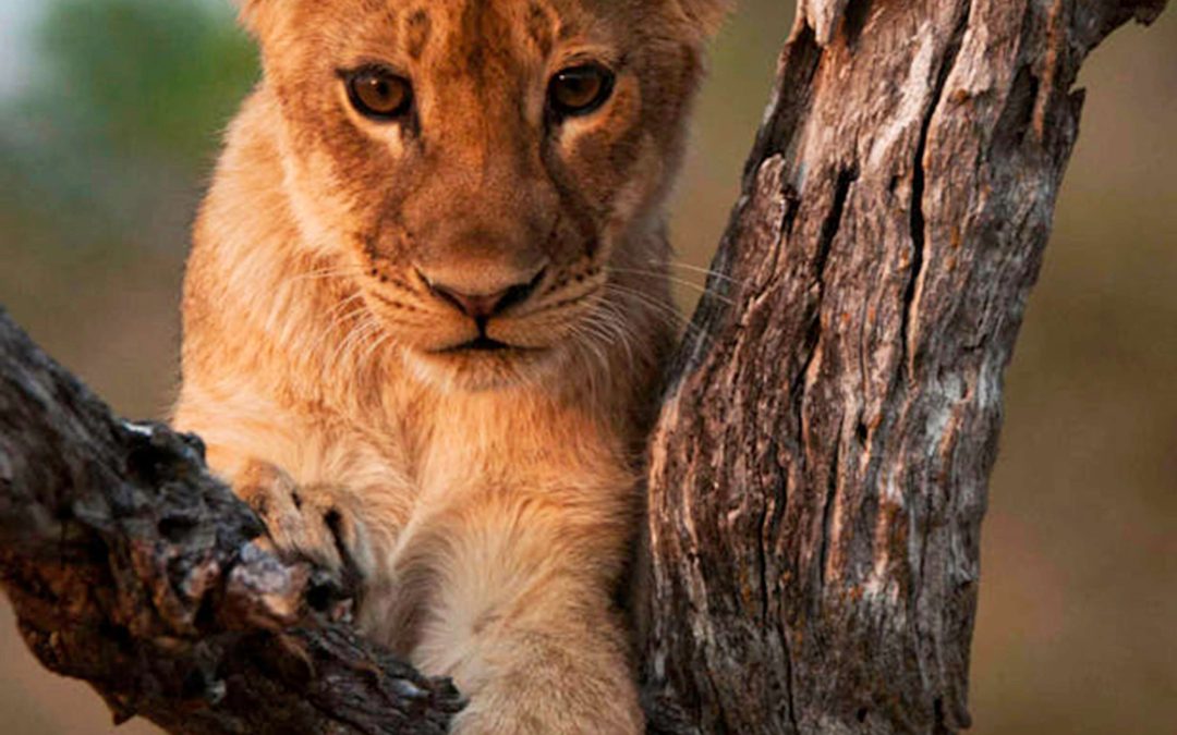 Tourism vs. Unethical Hunting